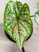 Load image into Gallery viewer, Bumble Plants Caladium Marie Moir Pink "Polka Dot"