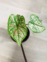 Load image into Gallery viewer, Bumble Plants Caladium Marie Moir Pink "Polka Dot"