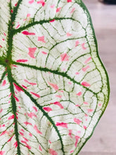Load image into Gallery viewer, Bumble Plants Caladium Marie Moir Pink "Polka Dot"