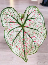 Load image into Gallery viewer, Bumble Plants Caladium Marie Moir Pink "Polka Dot"