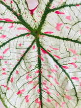 Load image into Gallery viewer, Bumble Plants Caladium Marie Moir Pink "Polka Dot"