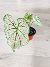 Load image into Gallery viewer, Bumble Plants Caladium Marie Moir Pink "Polka Dot"
