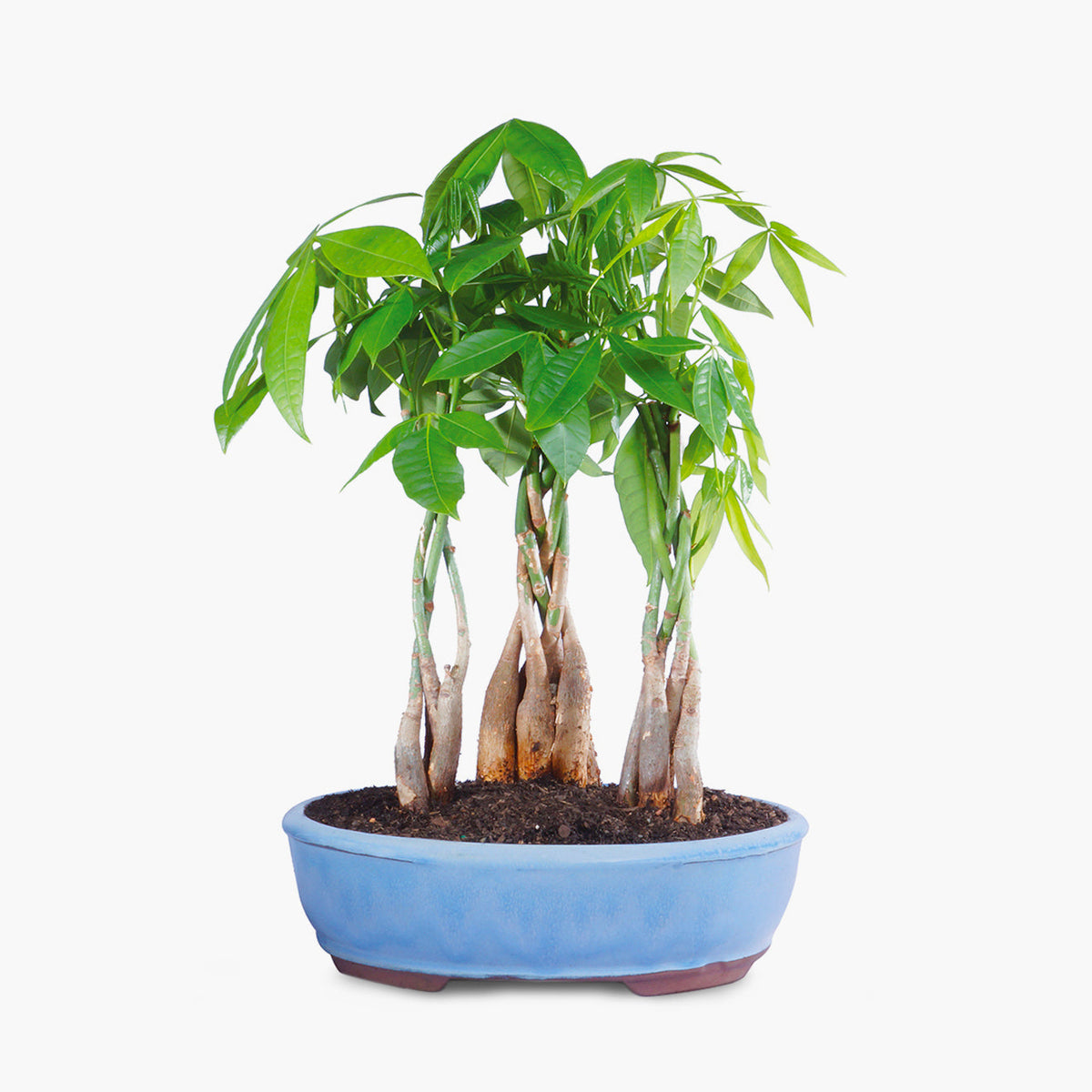 money tree grove Money Tree Grove by BloomsyBox | BloomsyBox | Wholesale Delivery near me in