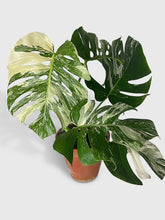 Load image into Gallery viewer, Bumble Plants Monstera Borsigiana Variegata Albo (Mature Mother Plant)