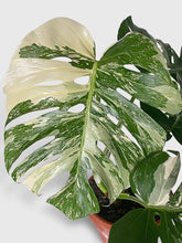 Load image into Gallery viewer, Bumble Plants Monstera Borsigiana Variegata Albo (Mature Mother Plant)
