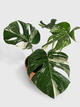 Load image into Gallery viewer, Bumble Plants Monstera Borsigiana Variegata Albo (Mature Mother Plant)