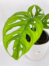 Load image into Gallery viewer, Bumble Plants Monstera Adansonii Wide Leaf Form