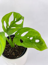 Load image into Gallery viewer, Bumble Plants Monstera Adansonii Wide Leaf Form