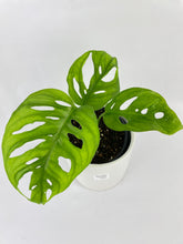 Load image into Gallery viewer, Bumble Plants Monstera Adansonii Wide Leaf Form