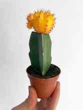 Load image into Gallery viewer, Bumble Plants Moon Cactus Grafted 'Gymnocalicium Mihanovichii'