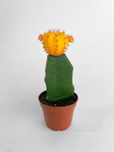 Load image into Gallery viewer, Bumble Plants Moon Cactus Grafted 'Gymnocalicium Mihanovichii'