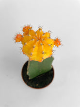 Load image into Gallery viewer, Bumble Plants Moon Cactus Grafted 'Gymnocalicium Mihanovichii'