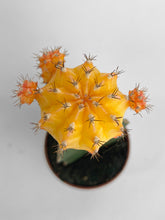 Load image into Gallery viewer, Bumble Plants Moon Cactus Grafted 'Gymnocalicium Mihanovichii'
