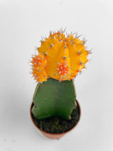 Load image into Gallery viewer, Bumble Plants Moon Cactus Grafted 'Gymnocalicium Mihanovichii'