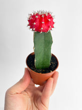 Load image into Gallery viewer, Bumble Plants Moon Cactus Grafted 'Gymnocalicium Mihanovichii'