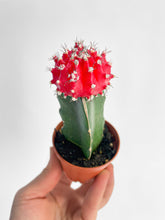 Load image into Gallery viewer, Bumble Plants Moon Cactus Grafted 'Gymnocalicium Mihanovichii'