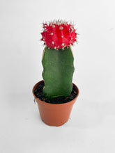 Load image into Gallery viewer, Bumble Plants Moon Cactus Grafted 'Gymnocalicium Mihanovichii'