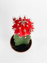 Load image into Gallery viewer, Bumble Plants Moon Cactus Grafted 'Gymnocalicium Mihanovichii'