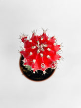 Load image into Gallery viewer, Bumble Plants Moon Cactus Grafted 'Gymnocalicium Mihanovichii'