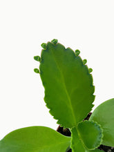 Load image into Gallery viewer, Bumble Plants Kalanchoe Daigremontiana 'Mother of Thousands' Succulent