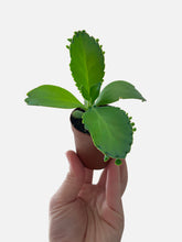 Load image into Gallery viewer, Bumble Plants Kalanchoe Daigremontiana 'Mother of Thousands' Succulent