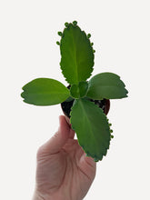 Load image into Gallery viewer, Bumble Plants Kalanchoe Daigremontiana 'Mother of Thousands' Succulent