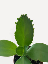 Load image into Gallery viewer, Bumble Plants Kalanchoe Daigremontiana 'Mother of Thousands' Succulent