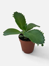 Load image into Gallery viewer, Bumble Plants Kalanchoe Daigremontiana 'Mother of Thousands' Succulent