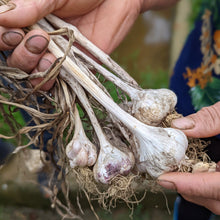 Load image into Gallery viewer, Purple Stripe Garlic - Burlap & Barrel