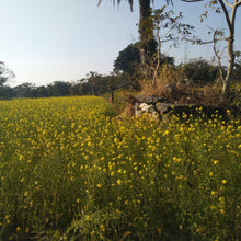 Load image into Gallery viewer, Black Mustard Seeds - Burlap & Barrel