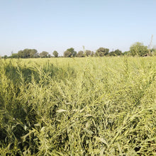 Load image into Gallery viewer, Black Mustard Seeds - Burlap & Barrel