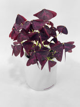 Load image into Gallery viewer, Bumble Plants Oxalis Triangularis Purple False Shamrock