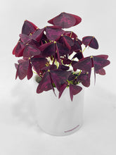 Load image into Gallery viewer, Bumble Plants Oxalis Triangularis Purple False Shamrock
