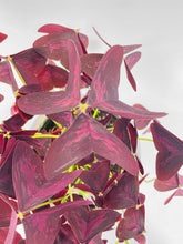 Load image into Gallery viewer, Bumble Plants Oxalis Triangularis Purple False Shamrock