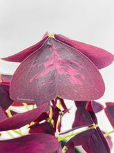 Load image into Gallery viewer, Bumble Plants Oxalis Triangularis Purple False Shamrock