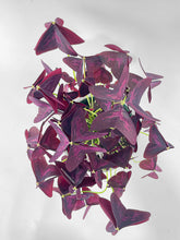 Load image into Gallery viewer, Bumble Plants Oxalis Triangularis Purple False Shamrock