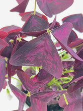 Load image into Gallery viewer, Bumble Plants Oxalis Triangularis Purple False Shamrock
