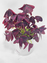 Load image into Gallery viewer, Bumble Plants Oxalis Triangularis Purple False Shamrock