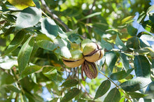 Load image into Gallery viewer, Flame Grilling Products Inc Bulk Maine Northern Pecan Grilling Chips