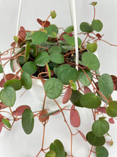 Load image into Gallery viewer, Bumble Plants Peperomia Ru