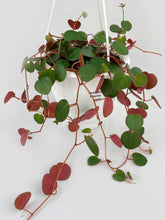 Load image into Gallery viewer, Bumble Plants Peperomia Ru