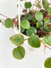 Load image into Gallery viewer, Bumble Plants Peperomia Ru