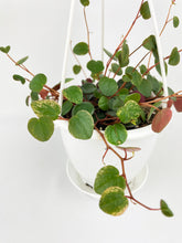 Load image into Gallery viewer, Bumble Plants Peperomia Ru