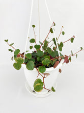 Load image into Gallery viewer, Bumble Plants Peperomia Ru