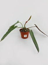 Load image into Gallery viewer, Bumble Plants Philodendron Atabapoense