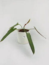 Load image into Gallery viewer, Bumble Plants Philodendron Atabapoense