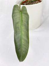 Load image into Gallery viewer, Bumble Plants Philodendron Atabapoense