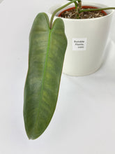 Load image into Gallery viewer, Bumble Plants Philodendron Atabapoense