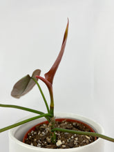 Load image into Gallery viewer, Bumble Plants Philodendron Atabapoense
