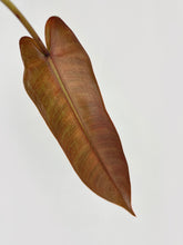 Load image into Gallery viewer, Bumble Plants Philodendron Atabapoense